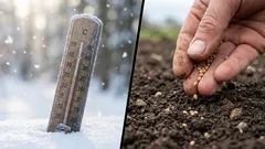 Cosa seminare per le piantine a febbraio: consigli degli esperti per un giardino rigoglioso entro maggio