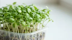 Microverdure di coriandolo sul davanzale: guida facile per raccoglierle in 10–14 giorni