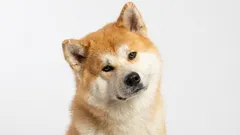 Cani da una sola persona: 9 razze che scelgono un unico padrone