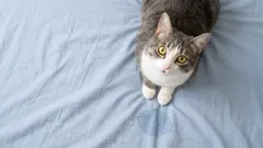 Sabotaggio felino: perché il tuo gatto sporca il letto e come impedirglielo