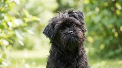 5 razze di cani che adorano i loro proprietari fino alla completa devozione