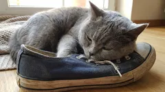 Quando il gatto fa pipì nelle tue scarpe: perché succede e come rendere la casa più sicura