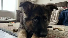 Un cane può scappare da un padrone cattivo? Segnali che indicano che il tuo cane ha paura di te